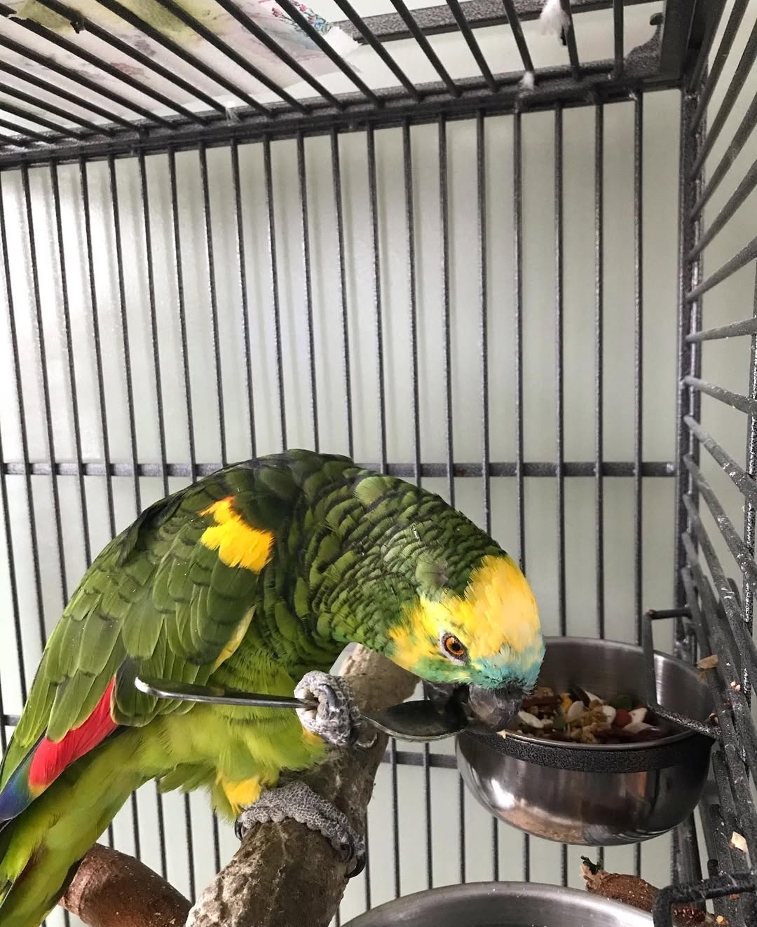 "Close-up of a vibrant Double Yellow Head Amazon Parrot with bright yellow crown and green feathers, showcasing its friendly and intelligent expression."