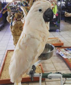 Mouccan Cockatoo For Sale