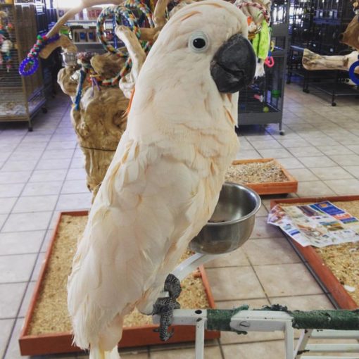 Mouccan Cockatoo For Sale