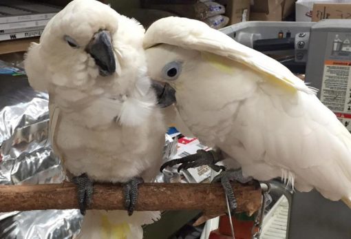 Umbrella Cockatoo For Sale - Image 3