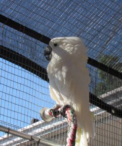Umbrella Cockatoo For Sale