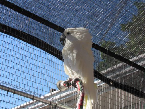 Umbrella Cockatoo For Sale - Image 2