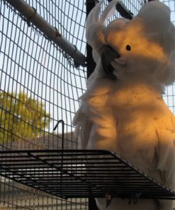 Umbrella Cockatoo For Sale