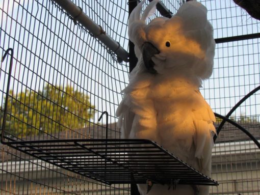 Umbrella Cockatoo For Sale