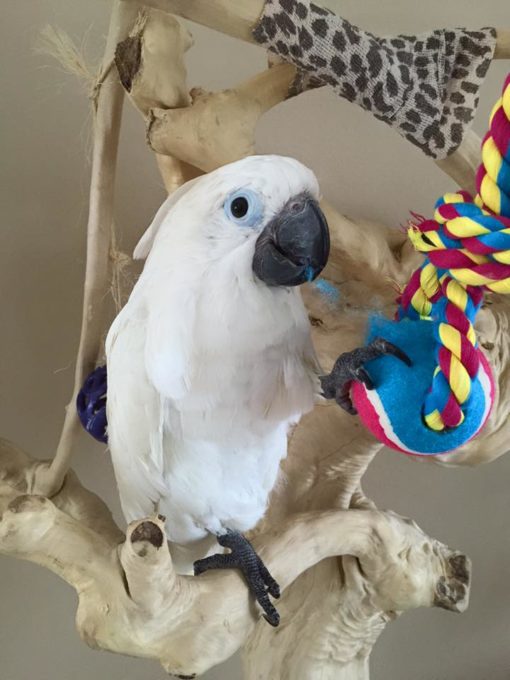 Umbrella Cockatoo For Sale - Image 3