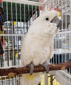 Umbrella Cockatoo For Sale