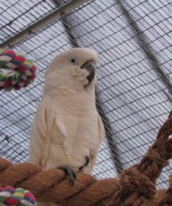 Umbrella Cockatoo For Sale