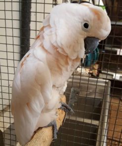 Galatee-Mouccan Cockatoo For Sale