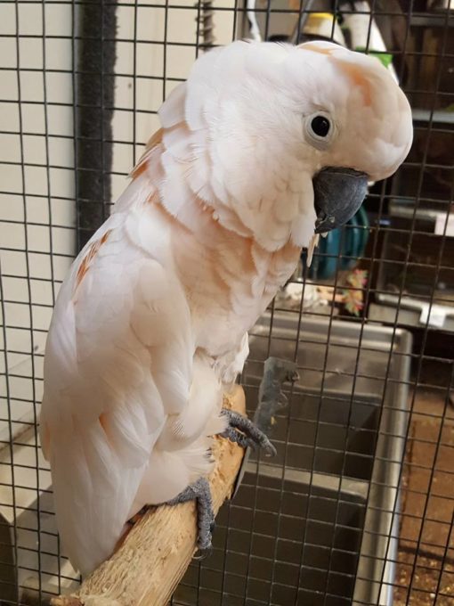 Galatee-Mouccan Cockatoo For Sale - Image 2