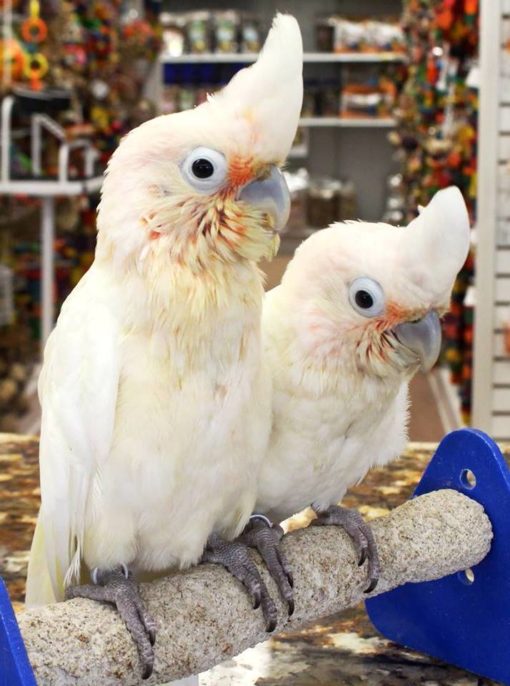 Goffin’s Cockatoo For Sale - Image 3