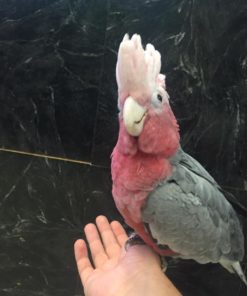 Rose Breasted Cockatoo For Sale