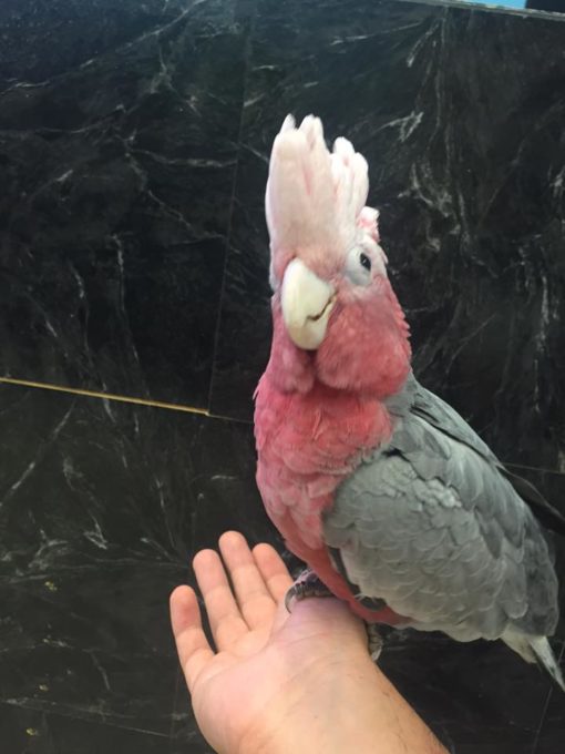 Rose Breasted Cockatoo For Sale - Image 2