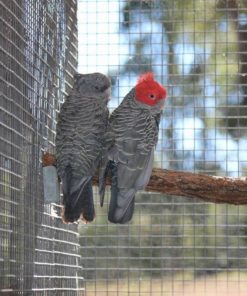 Gang Gang Cockatoos For Sale