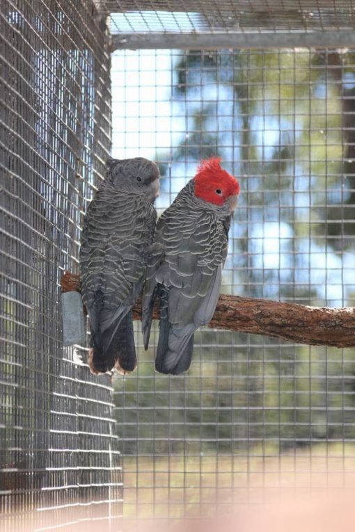 Gang Gang Cockatoos For Sale - Image 2