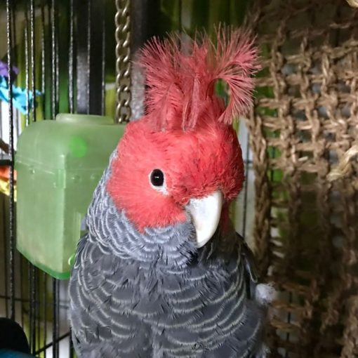 Gang Gang Cockatoos For Sale - Image 3