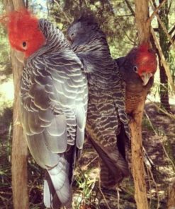 Gang Gang Cockatoos For Sale