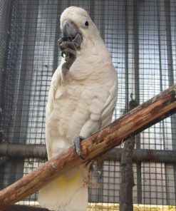 Jacques-Umbrella Cockatoos