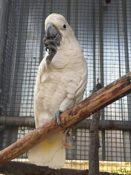 Jacques-Umbrella Cockatoos - Image 2