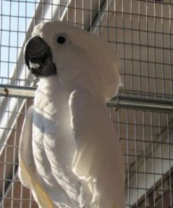 Jacques-Umbrella Cockatoos