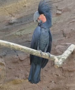 Matta-Black plumaged cockatoo