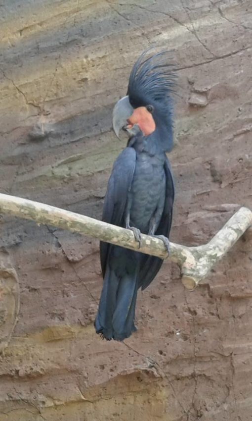 Matta-Black plumaged cockatoo - Image 2
