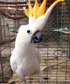 Victorine-Citron crested Cockatoo
