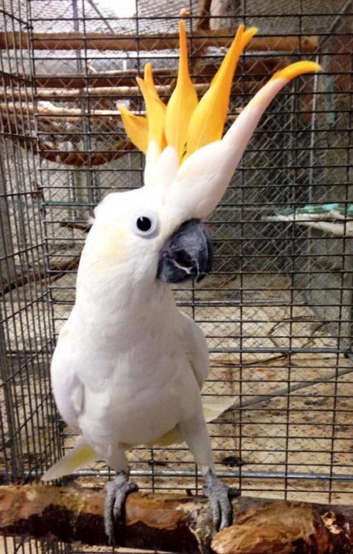 Victorine-Citron crested Cockatoo - Image 2