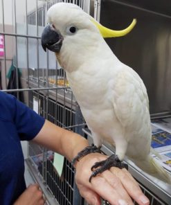 Sulphur Crested Cockatoo For Sale