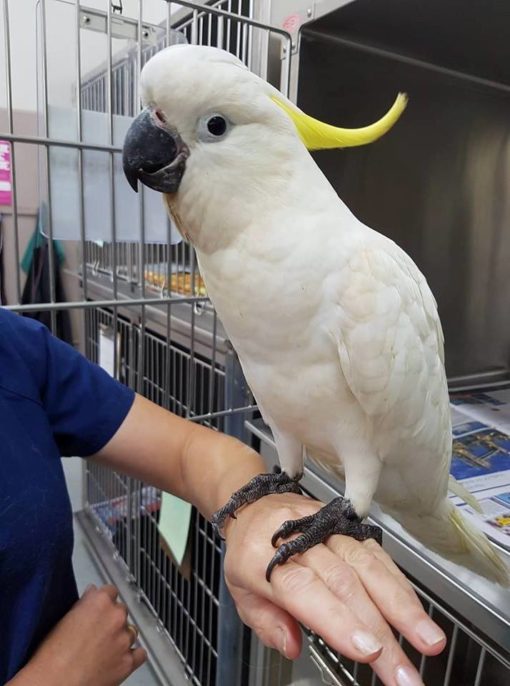 Sulphur Crested Cockatoo For Sale