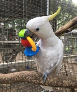 Sulphur Crested Cockatoo For Sale
