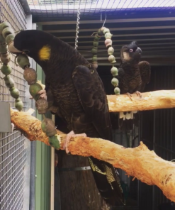 Yellow tail black cockatoo For Sale