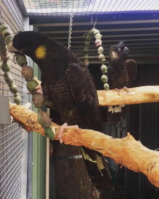 Yellow tail black cockatoo For Sale - Image 2