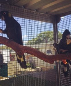 Yellow tail black cockatoo For Sale