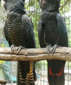 Red Tail Black Cockatoo For Sale
