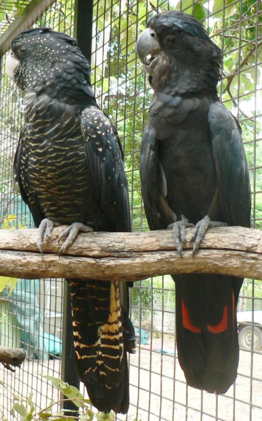 Red Tail Black Cockatoo For Sale - Image 2