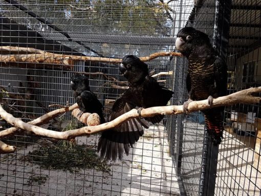 Red Tail Black Cockatoo For Sale - Image 3