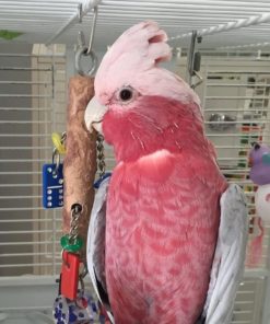 Rose Breasted Cockatoo