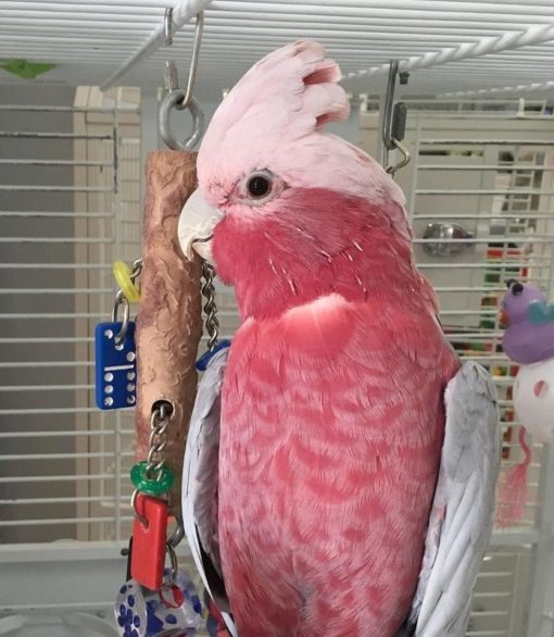 Rose Breasted Cockatoo - Image 2