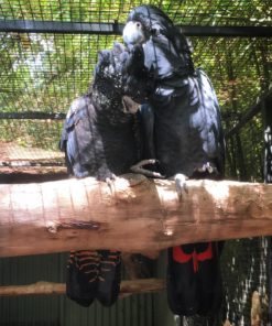 Red Tail Black Cockatoo For Sale