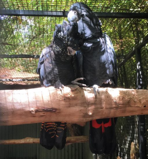 Red Tail Black Cockatoo For Sale