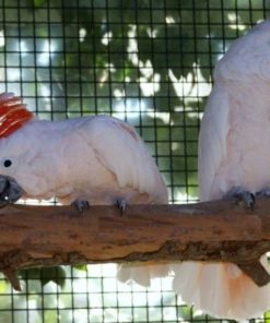 Mouccan Cockatoo For Sale