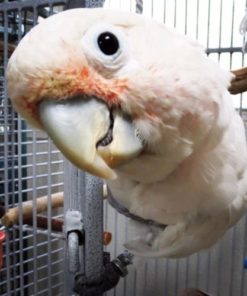 Goffin’s Cockatoo For Sale