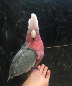 Rose Breasted Cockatoo For Sale