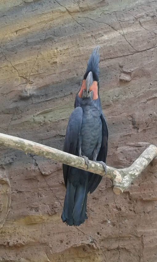 Matta-Black plumaged cockatoo - Image 3