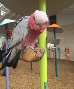Rose Breasted Cockatoo