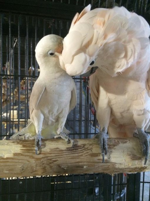Mouccan Cockatoo For Sale - Image 3