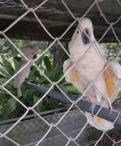 Galatee-Mouccan Cockatoo For Sale