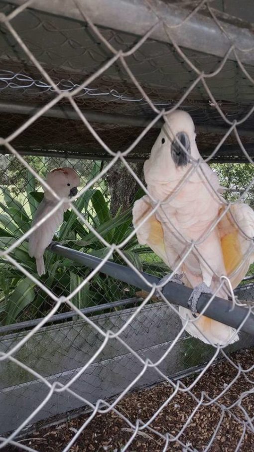 Galatee-Mouccan Cockatoo For Sale