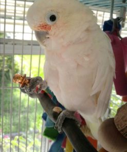 Goffin’s Cockatoo For Sale