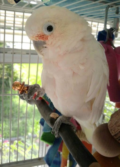 Goffin’s Cockatoo For Sale - Image 2